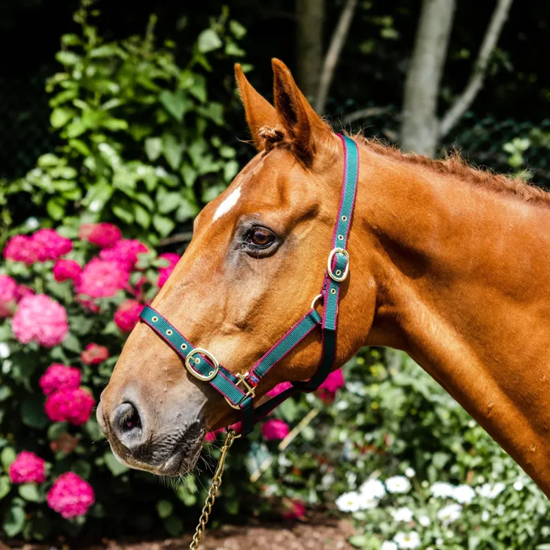 Equisential Nylon Headcollar - Green/Burgundy