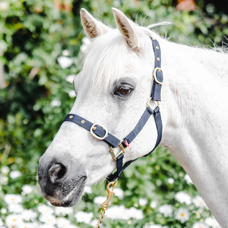 Equisential Nylon Headcollar - Navy-1