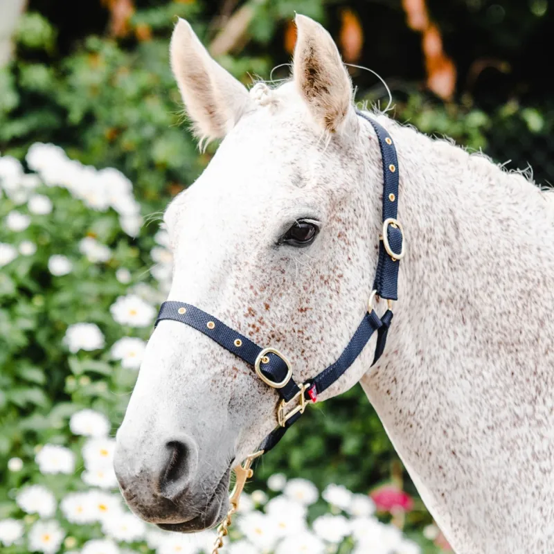 Equisential Nylon Headcollar - Navy