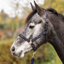 Hy Equestrian Elevate Allure Headcollar and Leadrope - Navy/Rose Gold