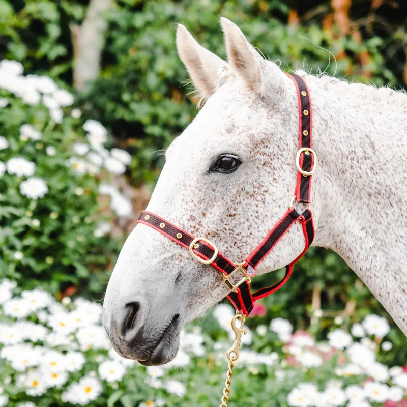 Equisential Nylon Headcollar - Red/Black