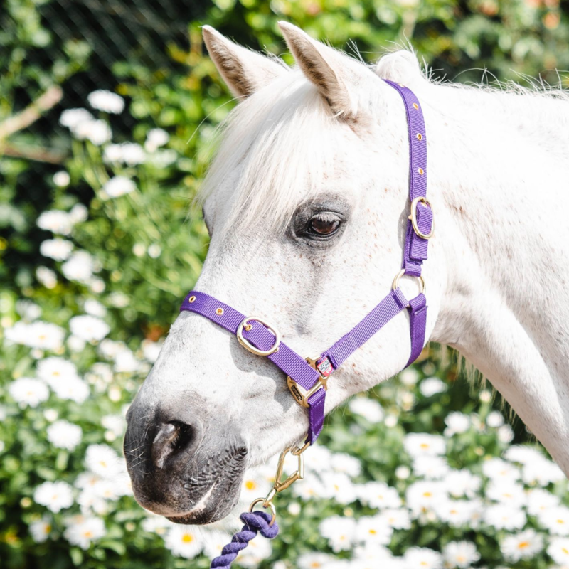 Equisential Nylon Headcollar - Purple-1