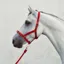 Equisential Economy Web Headcollar - Red