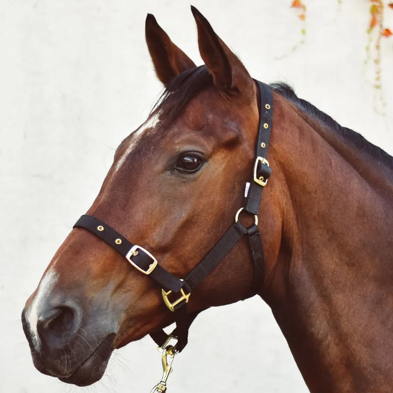 Equisential Economy Web Headcollar - Black