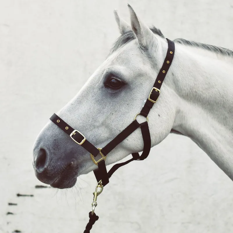 Equisential Economy Web Headcollar - Navy