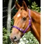 Equisential Economy Web Headcollar - Purple