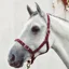Equisential Economy Web Headcollar - Burgundy