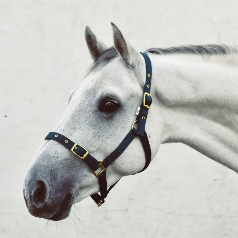Equisential Economy Web Headcollar - Green