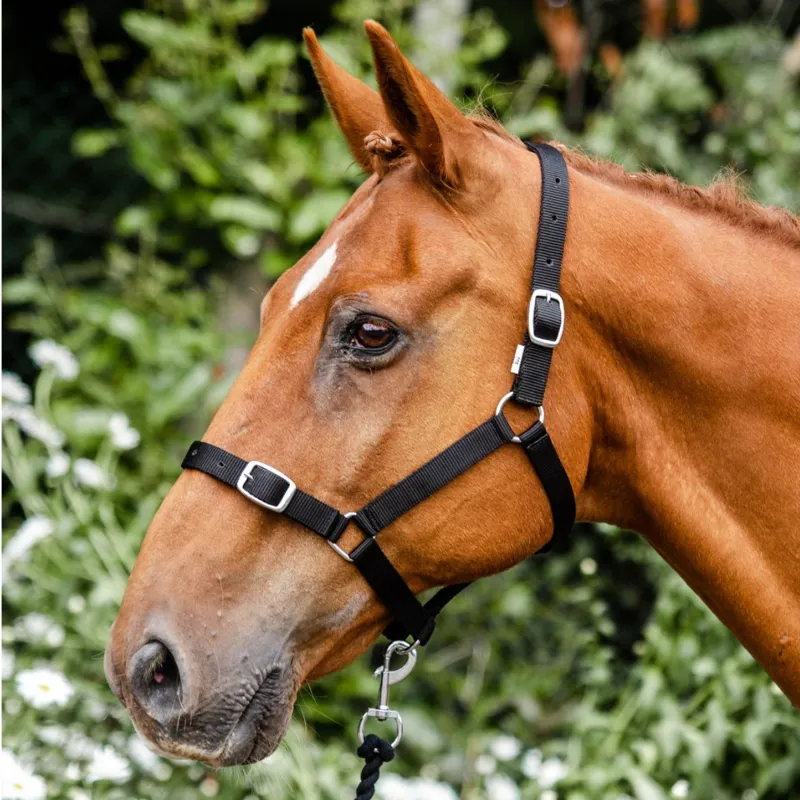 Equisential Economy Headcollar and Leadrope Set - Black