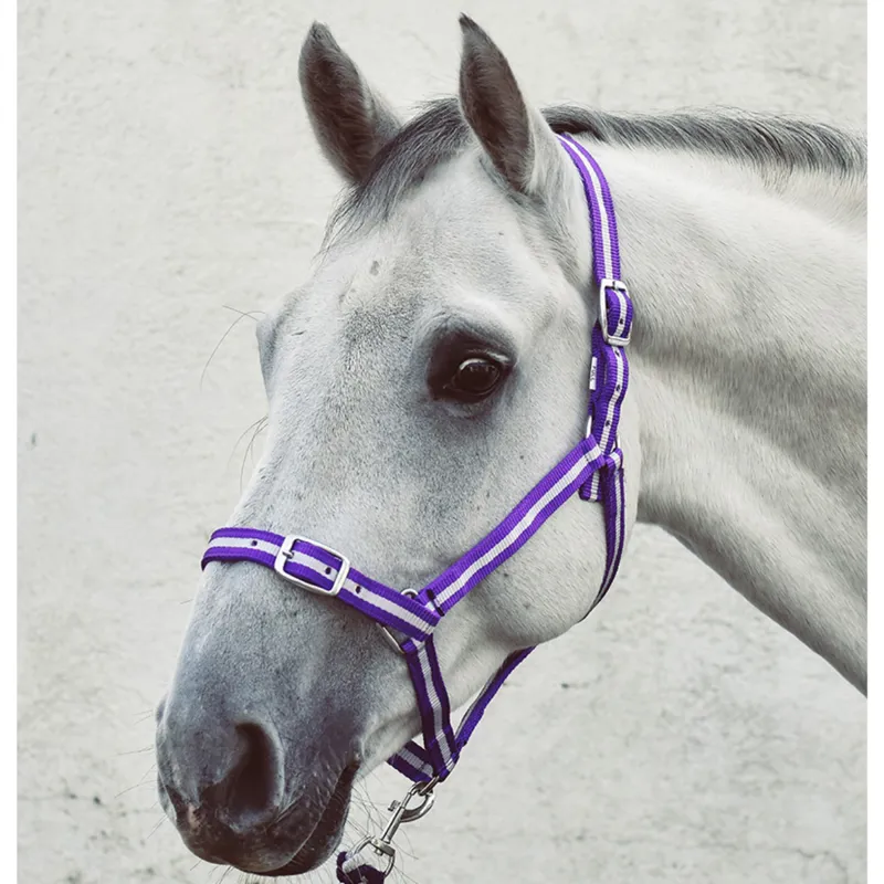 Equisential Economy Headcollar and Leadrope Set - Purple/Silver