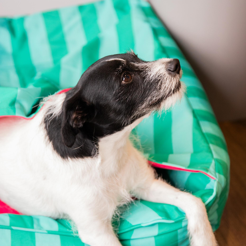 Rosewood Burrow Box Bed - Green/Pink-3
