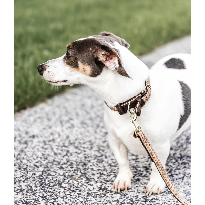 Kentucky Plaited Nylon Dog Lead 120cm - Beige-1