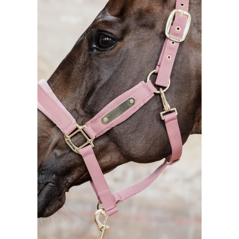 Kentucky Velvet Headcollar - Soft Rose-1