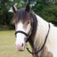 Gallop Premium Padded Headcollar with Matching Leadrope - Black