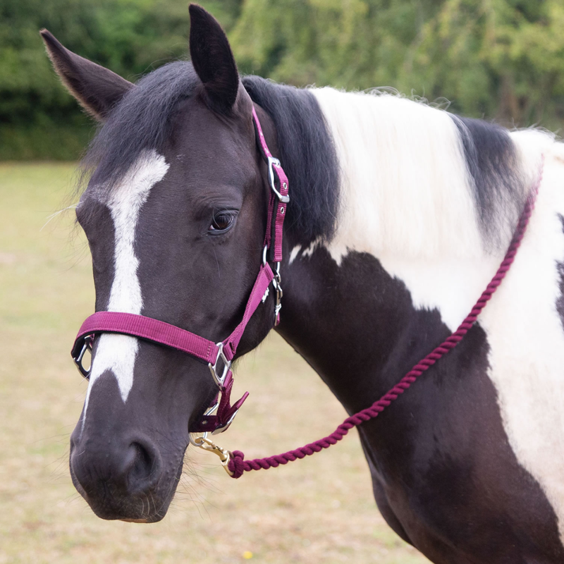 Gallop Premium Padded Headcollar with Matching Leadrope - Burgundy
