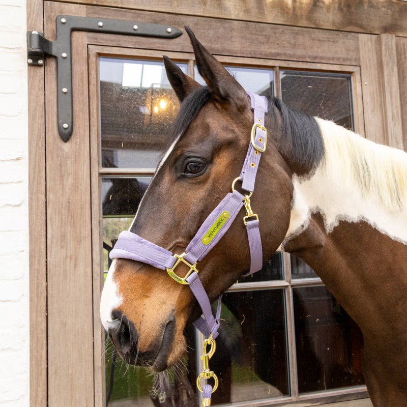 Kentucky Velvet Headcollar - Purple-1