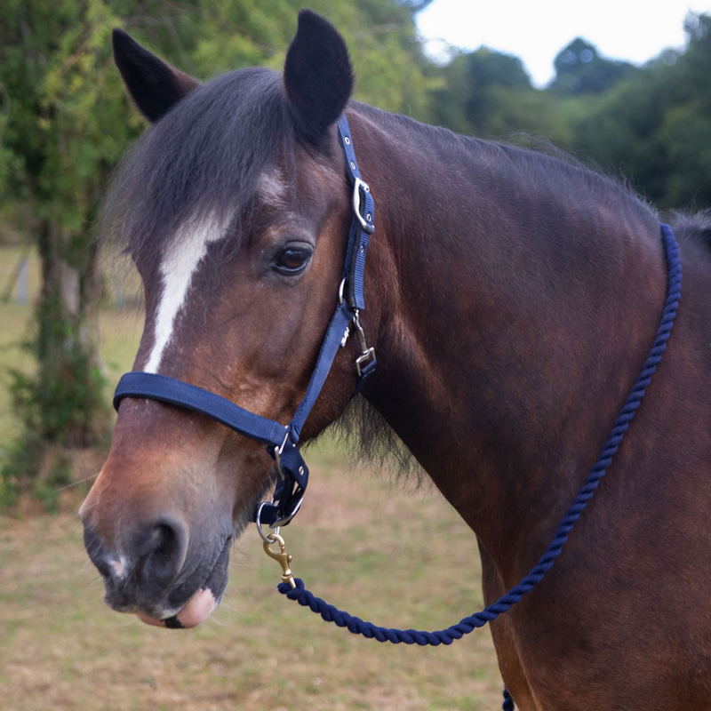 Gallop Premium Padded Headcollar with Matching Leadrope - Navy