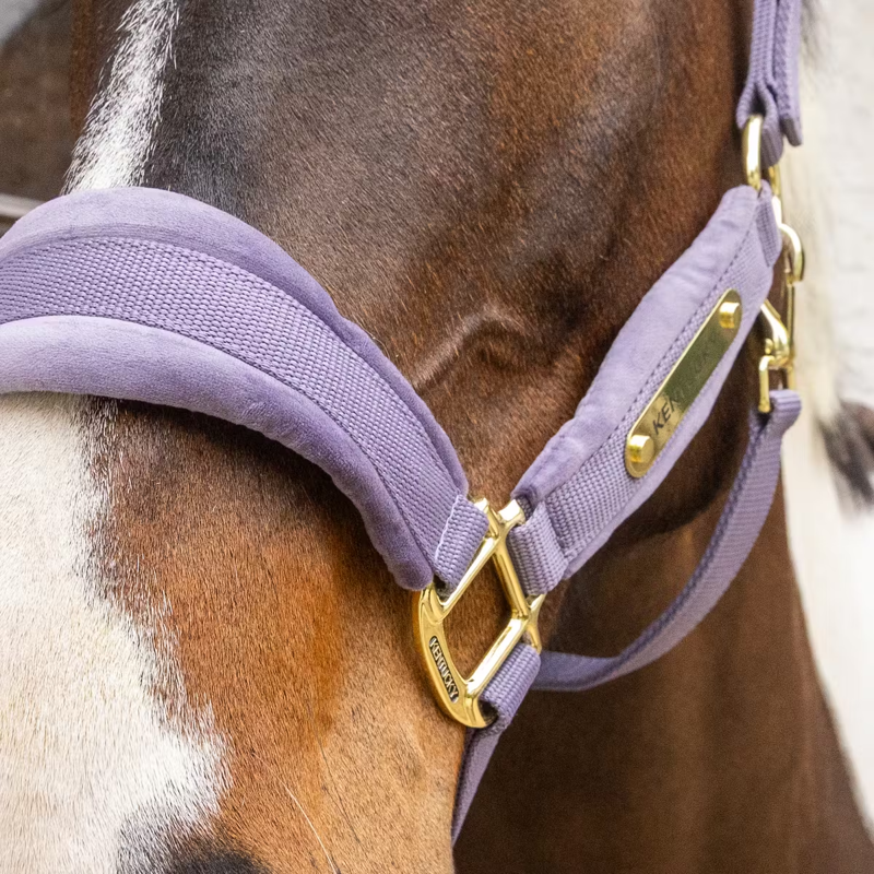 Kentucky Velvet Headcollar - Purple-2