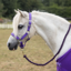 Gallop Premium Padded Headcollar with Matching Leadrope - Purple