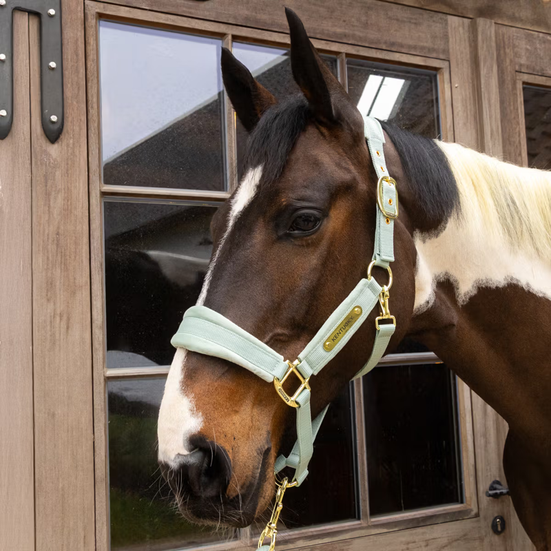 Kentucky Velvet Headcollar - Mint-1