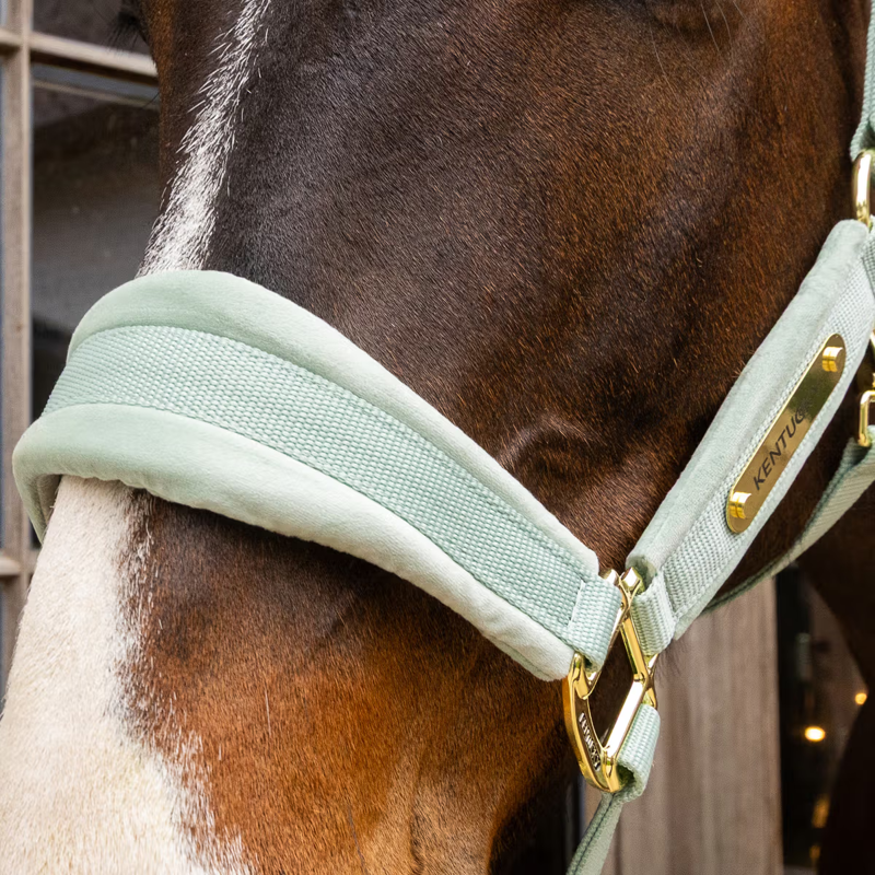 Kentucky Velvet Headcollar - Mint-2