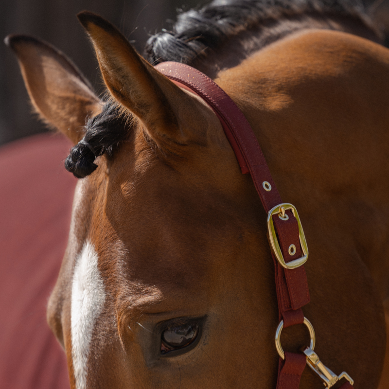 Eskadron Faux Leather Double Pin Headcollar Heritage AW26 - Merlot-1