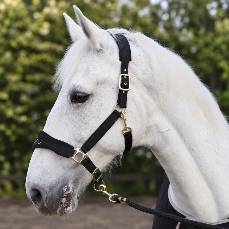 Cameo Suede Elite Headcollar and Rope - Black