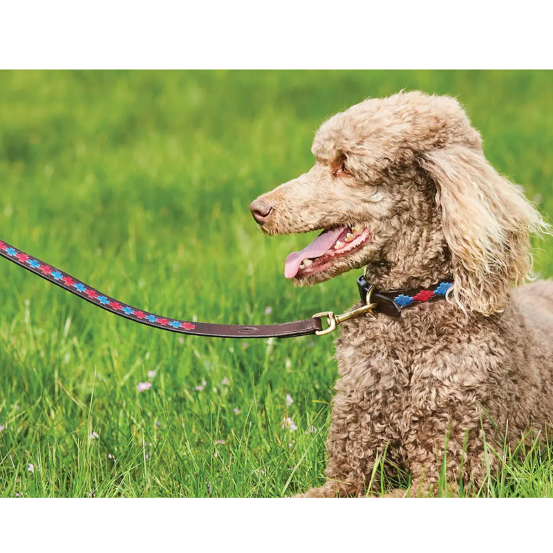 WeatherBeeta Polo Leather Dog Lead - Beaufort Brown/Pink/Blue-1