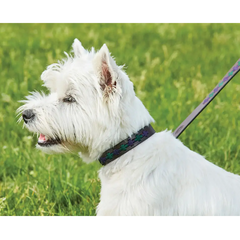 WeatherBeeta Polo Leather Dog Lead - Beaufort Brown/Purple/Teal-1