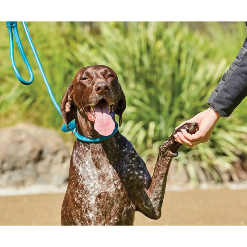 WeatherBeeta Rolled Leather Dog Lead - Teal-1