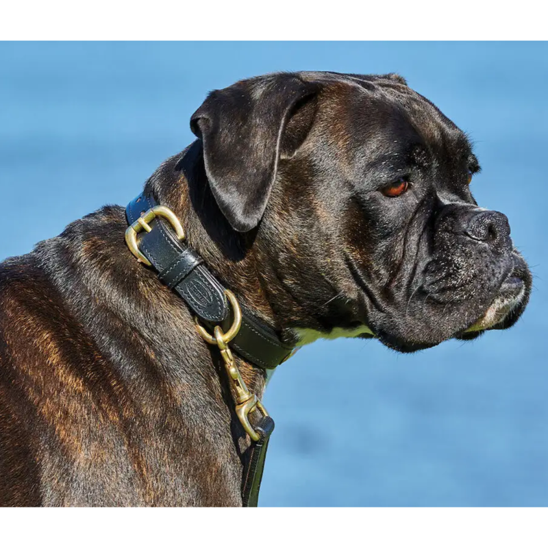 WeatherBeeta Padded Leather Dog Collar - Black-1