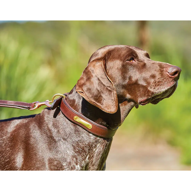 WeatherBeeta Padded Leather Dog Collar - Brown-1