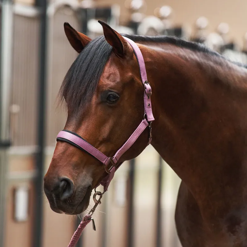Imperial Riding Classic Sport Headcollar - Mauve-1