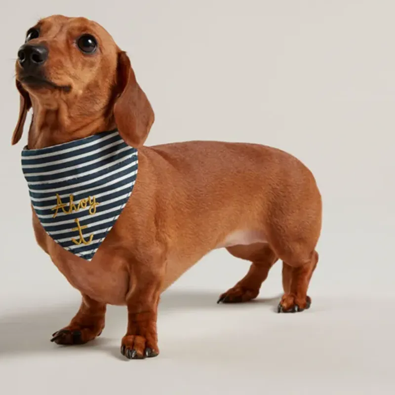 Joules Ahoy Nautical Dog Collar with Bandana