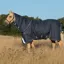 Horseware Amigo Bravo 12 Plus Turnout Lite - Navy/Blue/Strong Blue/Black
