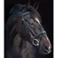 Horseware Amigo Leather Bridle - Black 