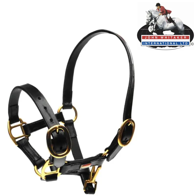 John Whitaker Breeder Headcollar in Black