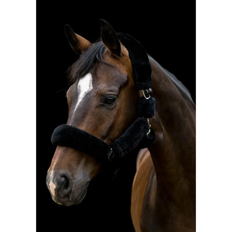 Cameo Deluxe Headcollar - Black-1