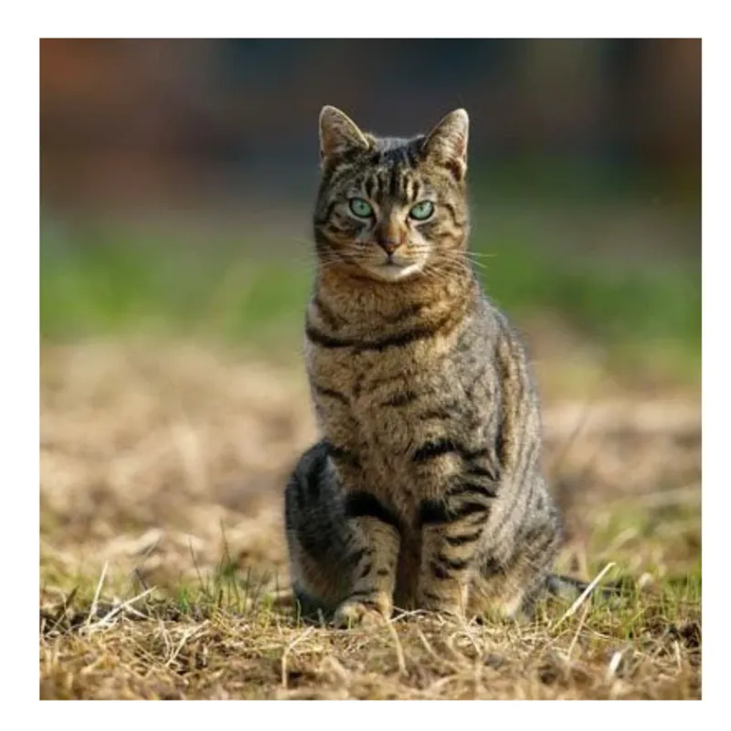 Countryside Greetings Sound Card - Farm Cat
