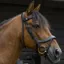 Ecorider Freedom Comfort Bridle - Black