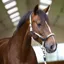 Imperial Riding Laura Headcollar - Grey/Sand