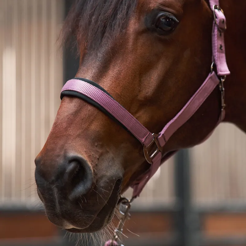 Imperial Riding Classic Sport Headcollar - Mauve-2