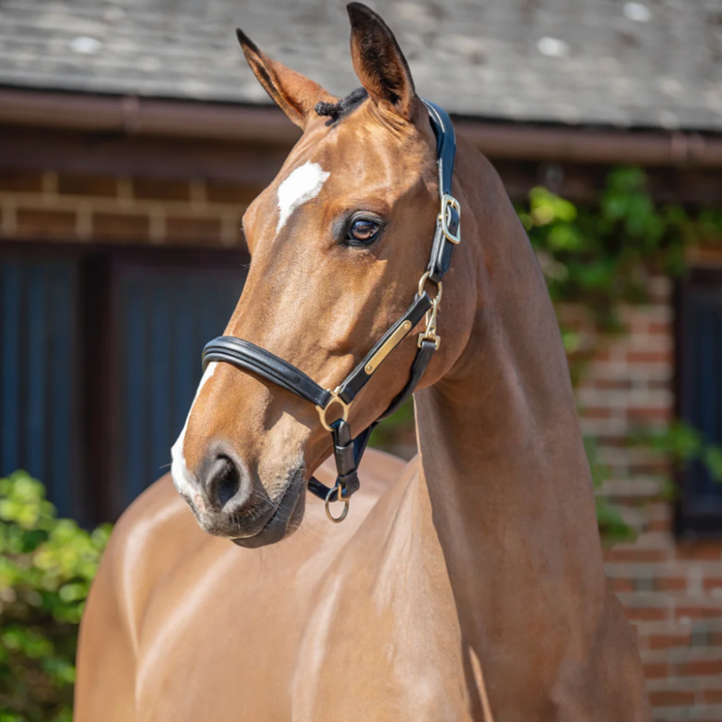 Henry James Headcollar and Rope with Mini Leather Care Kit and Tote Bag - Black-1