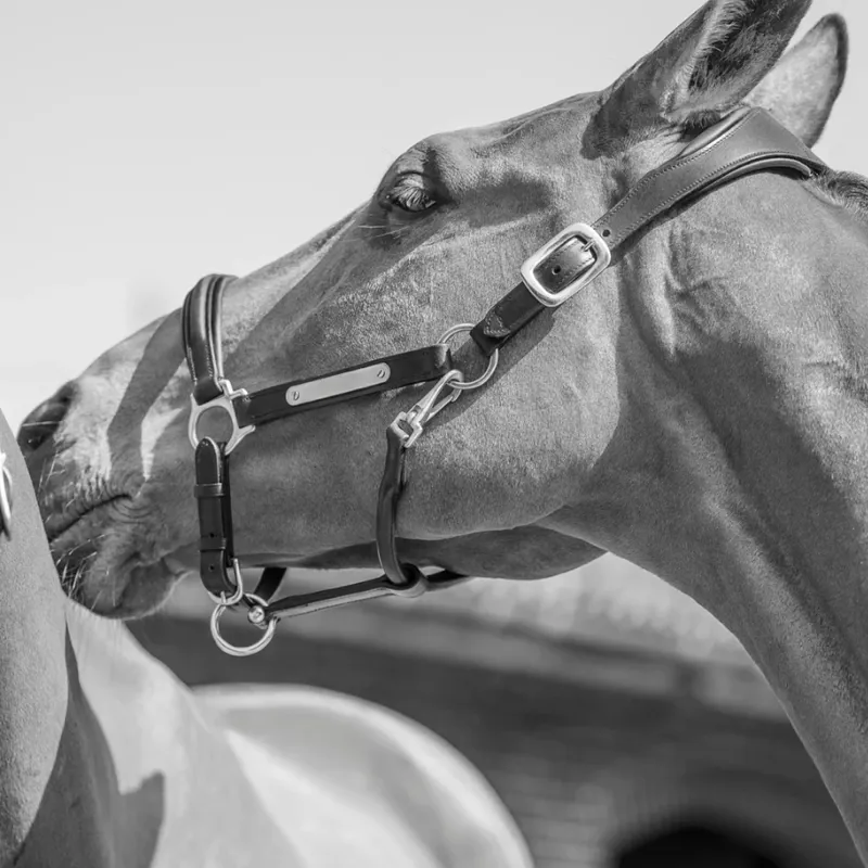 Henry James Headcollar and Rope with Mini Leather Care Kit and Tote Bag - Black-2