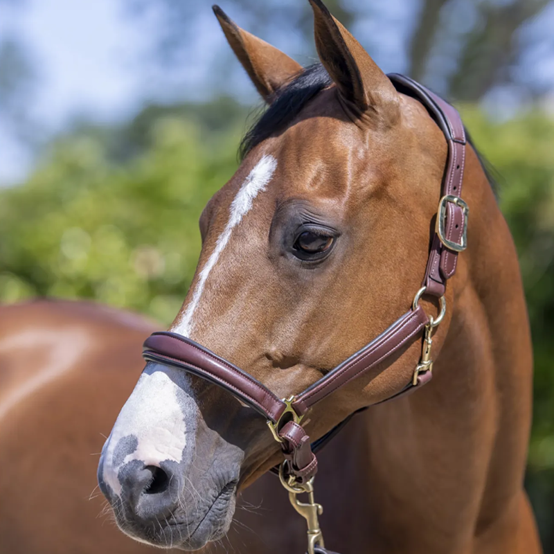Day 23 - LeMieux Anatomic Headcollar and Navy Lasso Leadrope-1