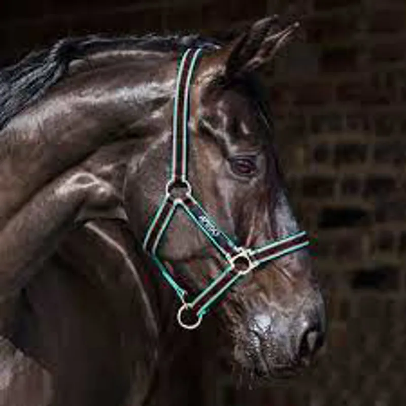 Horseware Amigo Headcollar - Black Purple and Mint