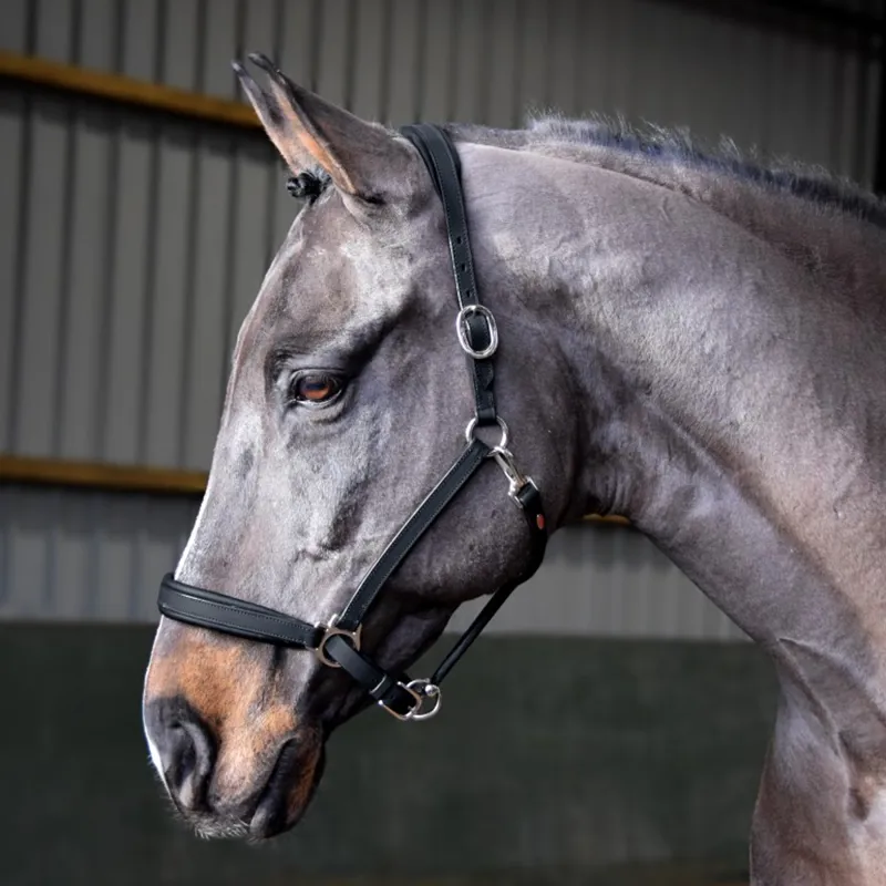 John Whitaker Ready to Ride Leather Headcollar - Black