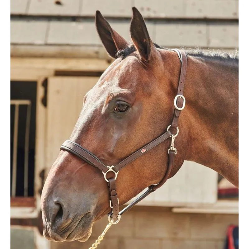 John Whitaker Ready to Ride Headcollar - Brown 