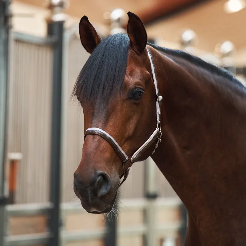 Imperial Riding Economic Headcollar - Taupe Multi-1