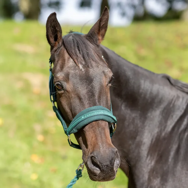 Equilibrium Stellar Style Headcollar - Green-3